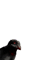 3604