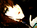 12977