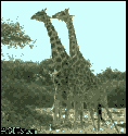 9084