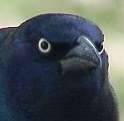26697
