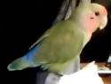 44495